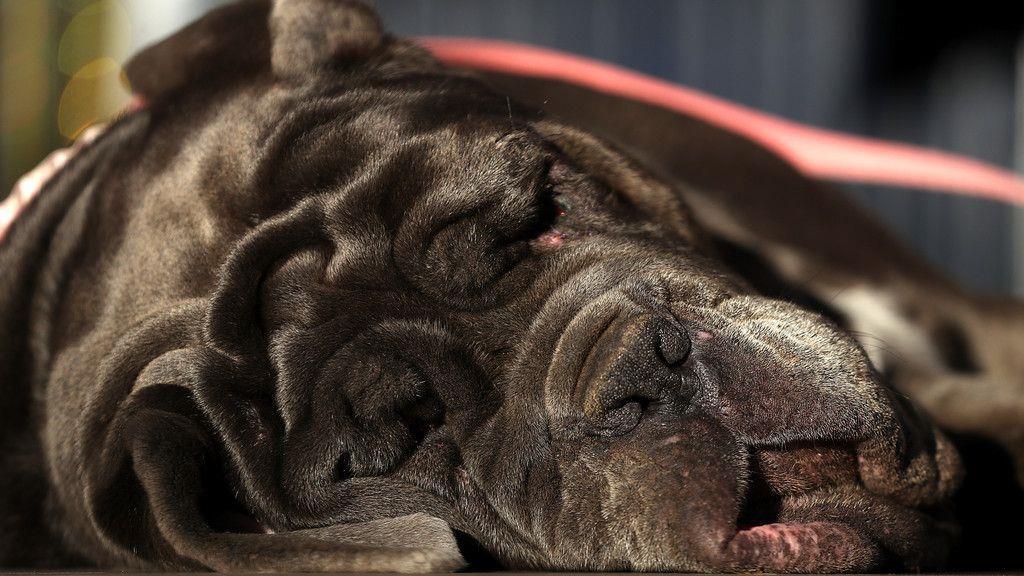 Wahl zum "Hässlichsten Hund"