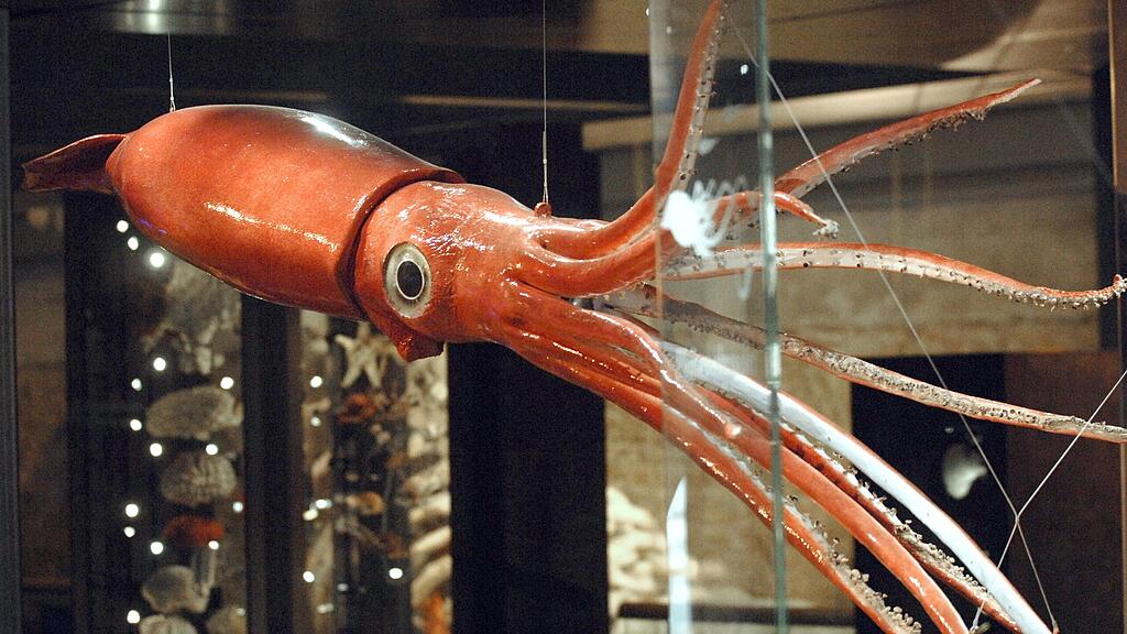 Menschen bekommen Riesenkalmare für gewöhnlich selten zu Gesicht, die Tiere leben in der Tiefsee (Symbolbild).