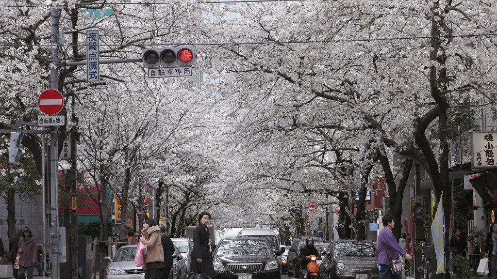 Kirschbäume in Japan in voller Pracht
