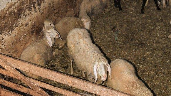 Verwahrloste Tiere in OÖ