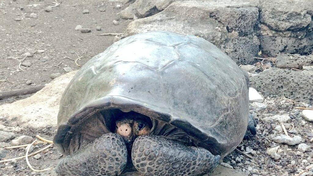 Schildkröte