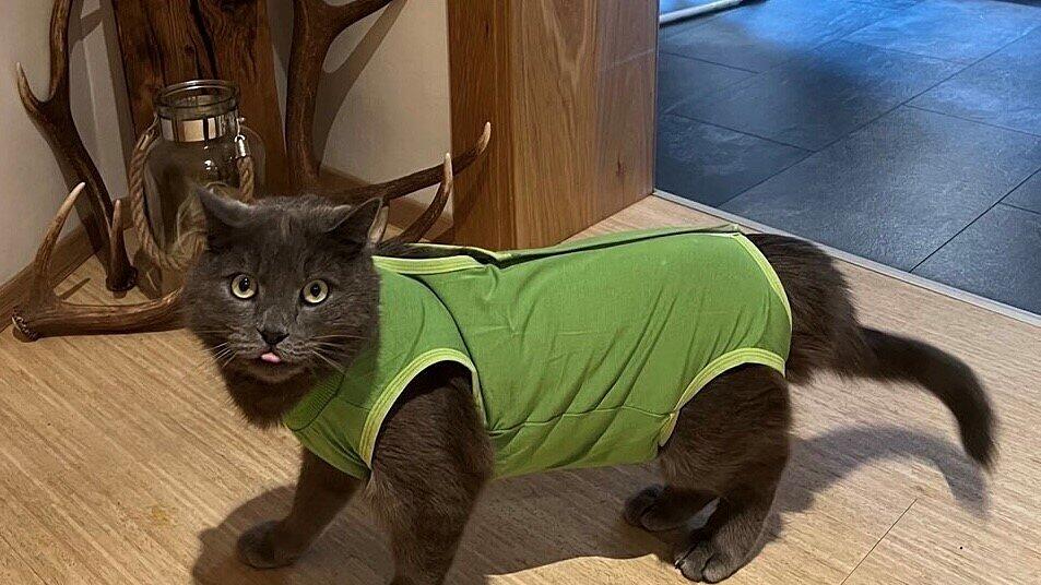 Weltkatzentag 2024