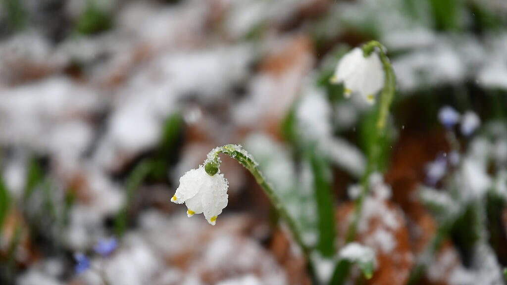Frühling, Blume, Eis, Schnee, SB