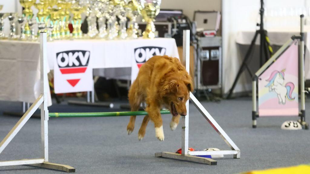 Hunde-Messe in Salzburg