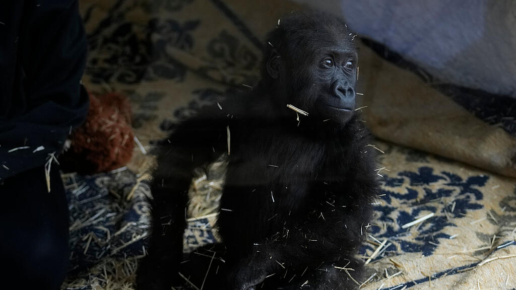 Gorillababy am Istanbuler Flughafen