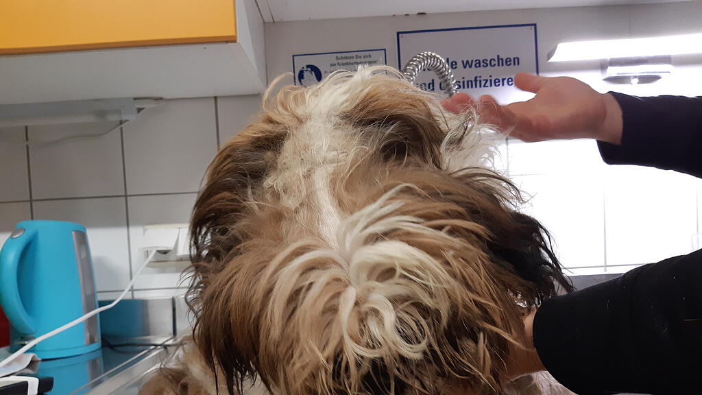 Verwahrloster Hund in Wald ausgesetzt