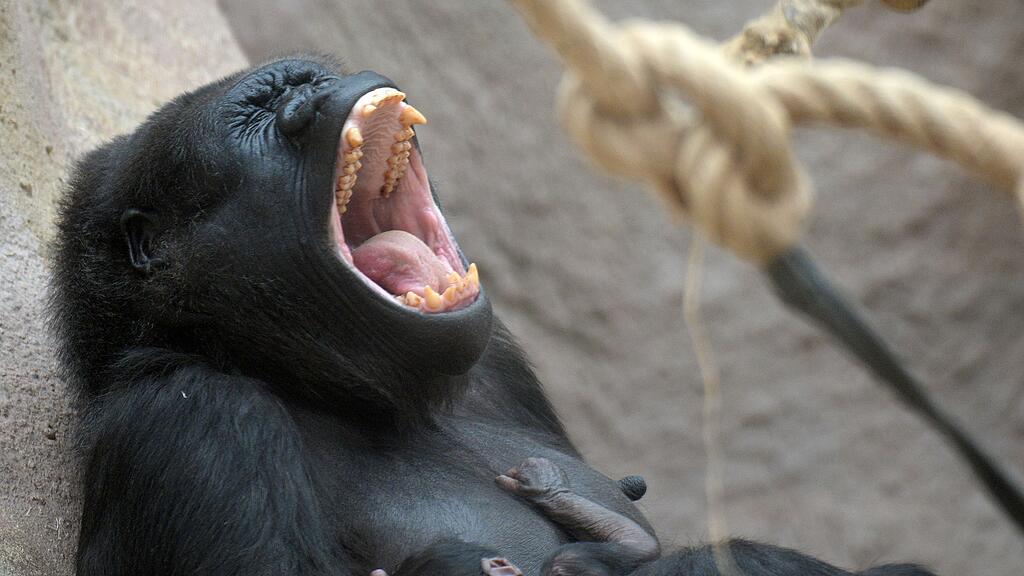 Der Gorilla soll den Dreijährigen durch die Luft geschleudert haben (Symbolbild)