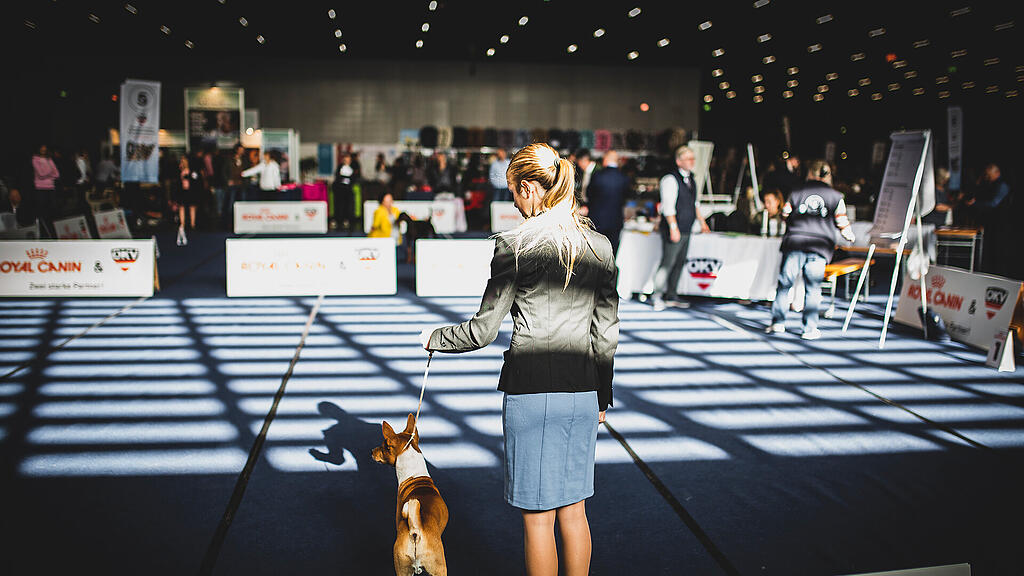 Rassehunde Ausstellung