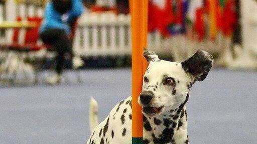 Festival der Hunde im Messezentrum Salzburg