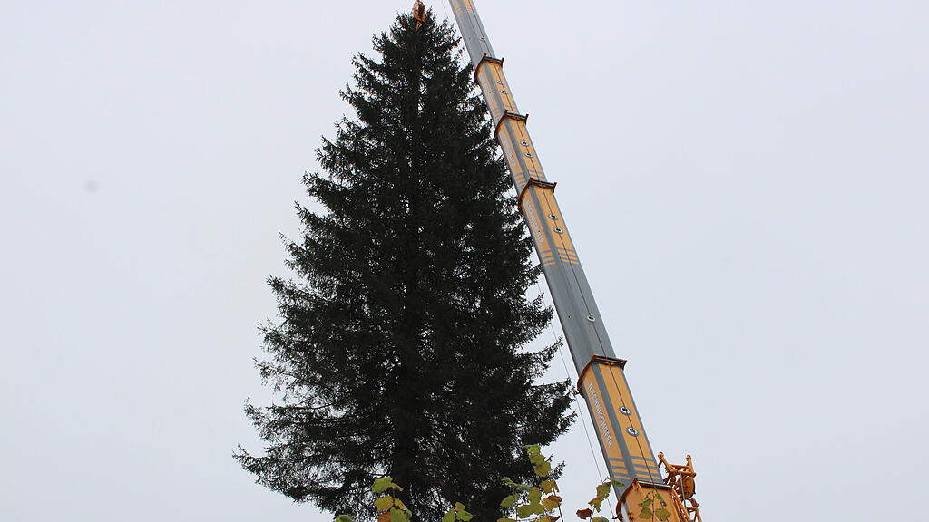Christbaumernte
