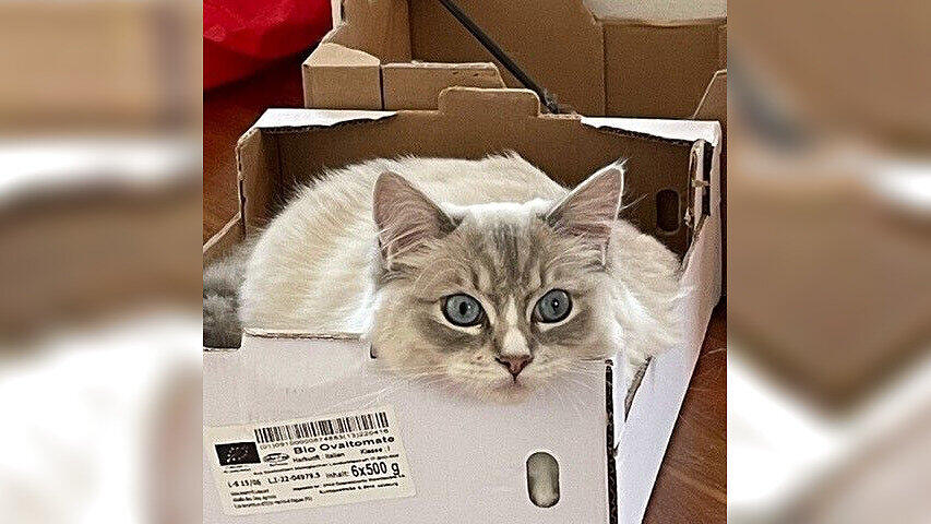 Weltkatzentag 2022