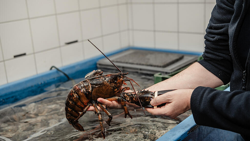 Walter Grüll, Sonntagstalk, Fisch, Fischzüchter