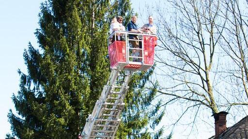 Maibaum in Anif