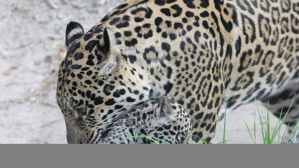 Jaguar-Baby wählt seinen Namen