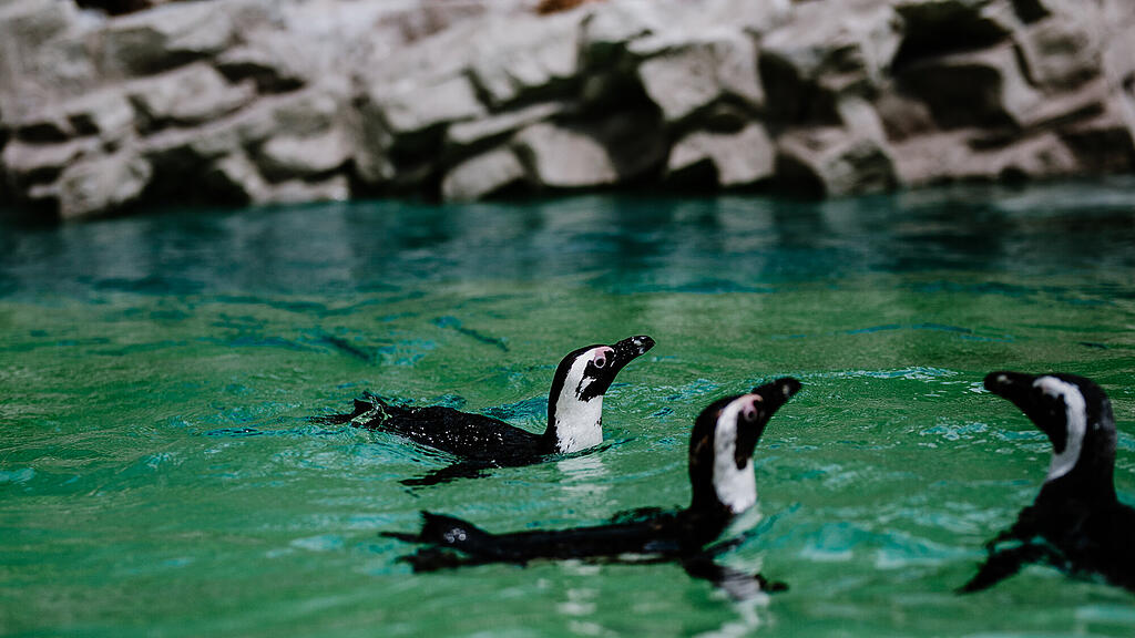 Zoo Salzburg, Brillenpinguin, Pinguin