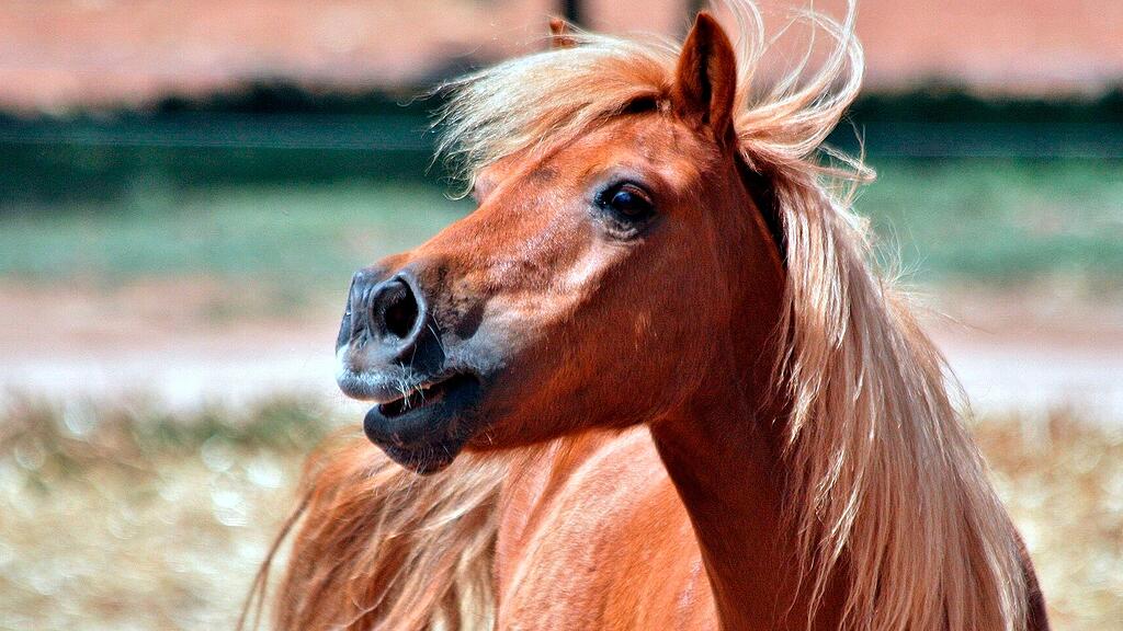 Shetland, symb_pony,