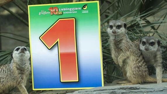 Die Erdmännchen führen die Liste der Top 10 der beliebtesten Tiere in Schönbrunn an.