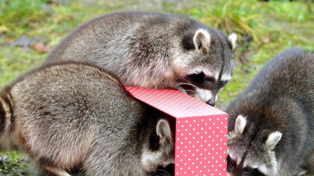 Tierbilder der Woche KW 52