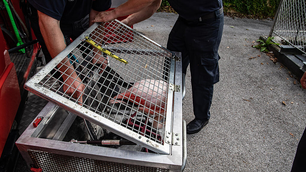 Flamingo aus Almkanal gerettet