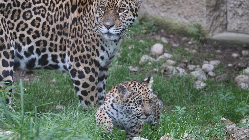 Jaguarnachwuchs