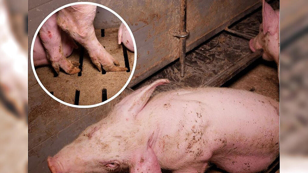 SChweinebetrieb