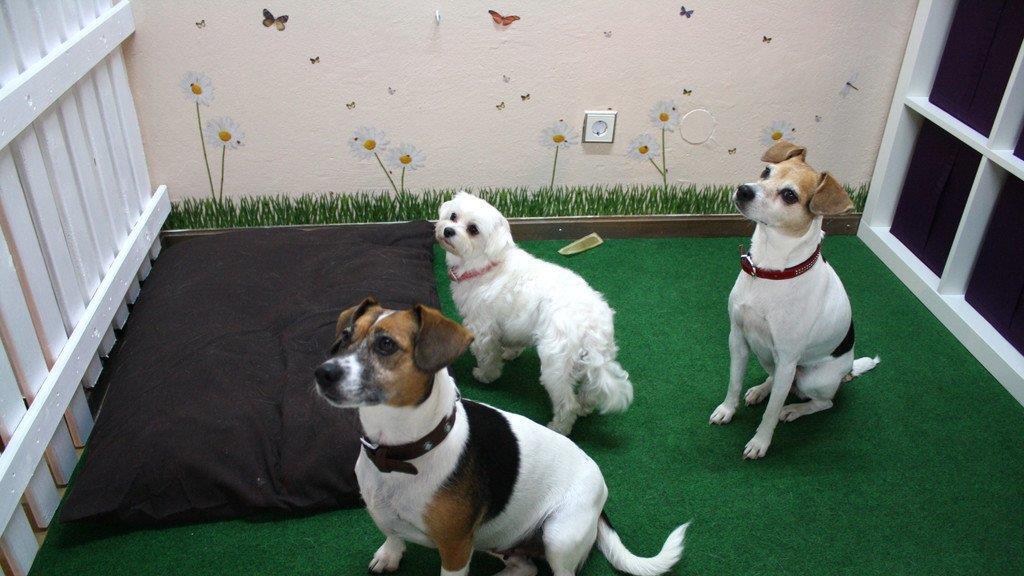 Die Hundefriseurin und ihr "Felldorado"