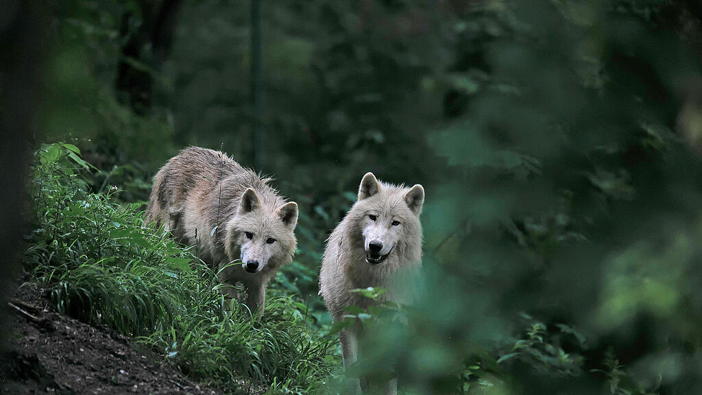 Polarwölfe, Nachwuchs, Zoo Salzburg