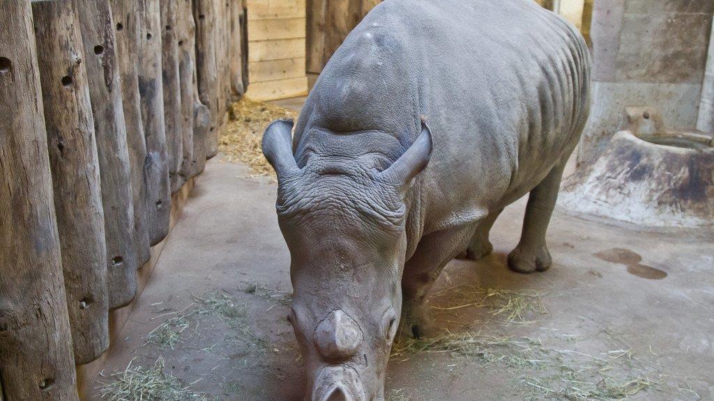 Frühlingserwachen im Salzburger Zoo