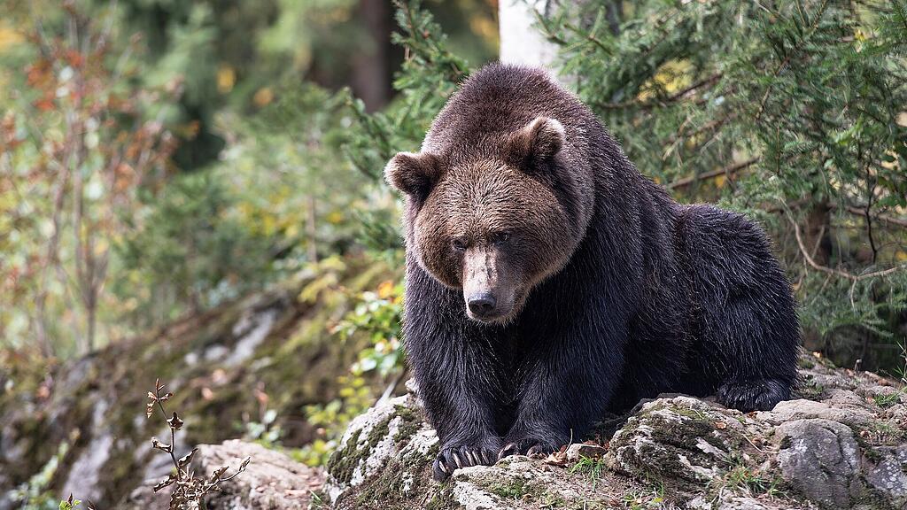 Bär