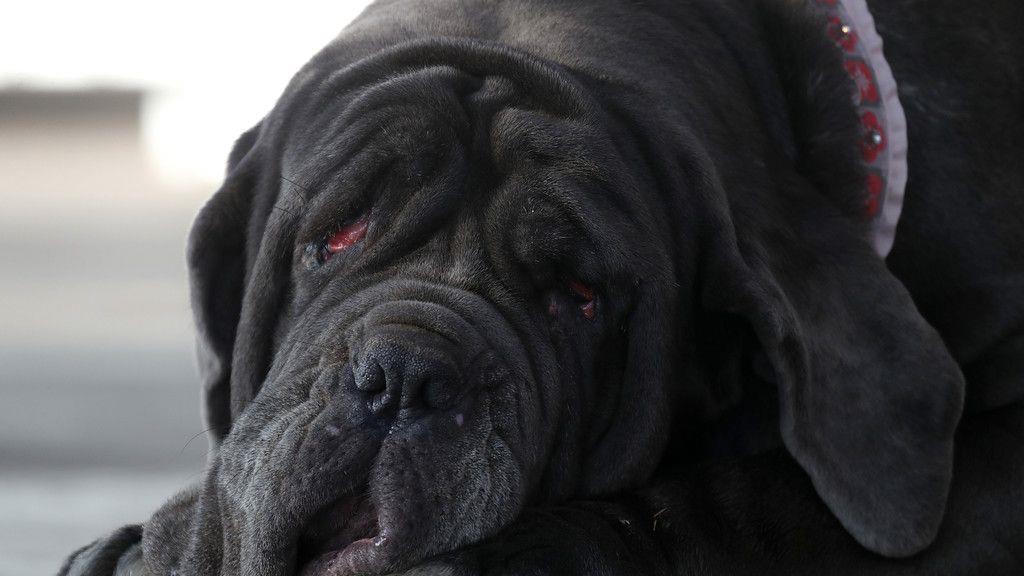 Wahl zum "Hässlichsten Hund"