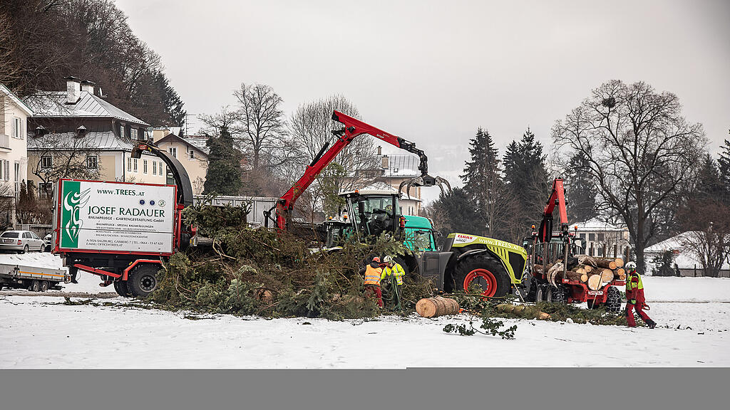 Baumf\u00e4llung am Nonnberg