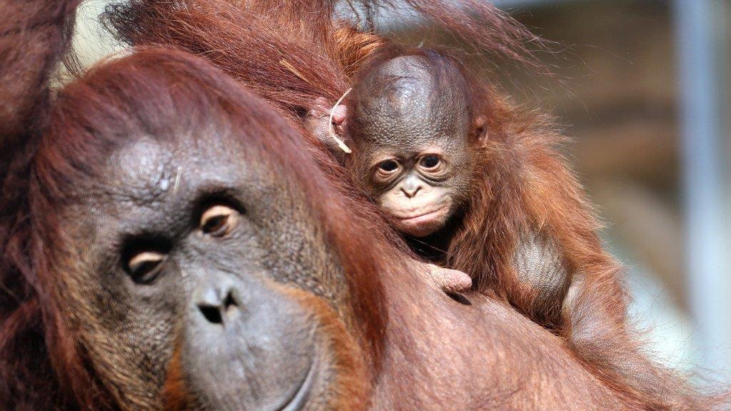 Die besten Tierbilder KW 30