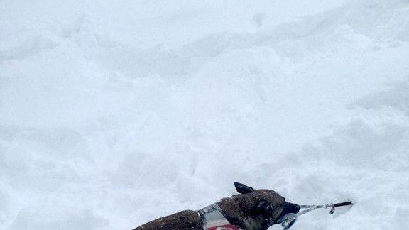 Lawinensuchhunde üben Ernstfall