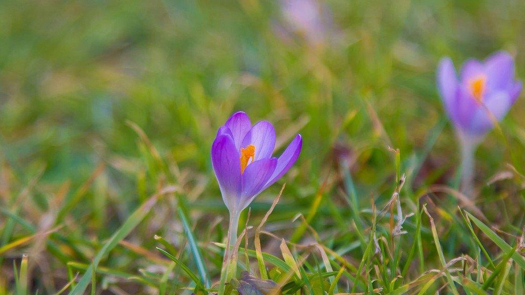 Frühling in Salzburg