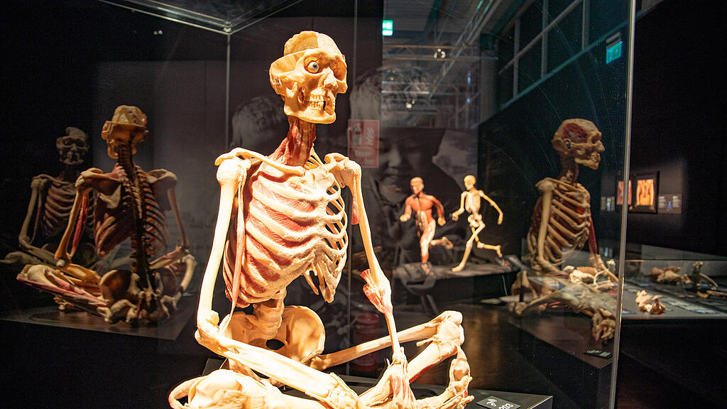 Ausstellung Körperwelten Salzburg I