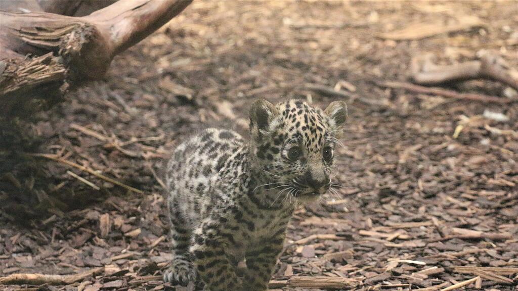 Jaguar-Baby macht ersten Ausflug