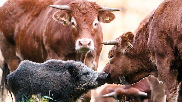 Das kleine Wildschwein fühlt sich bei den Rindern sichtlich wohl