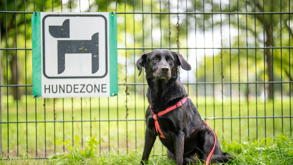 Hund, Vierbeiner, Hündin