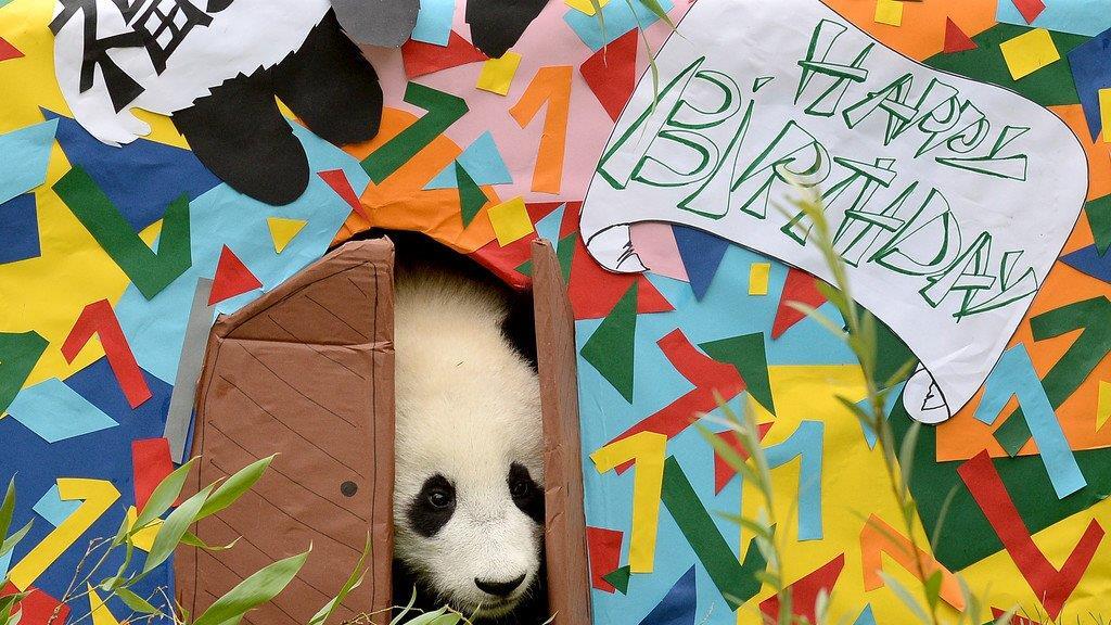 Fu Bao feiert