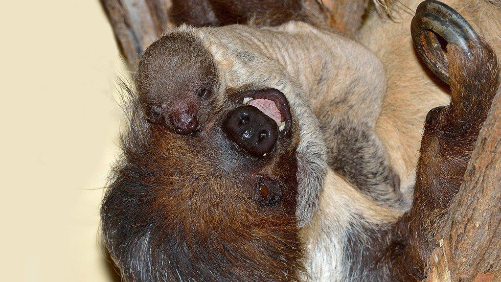 Baby-Faultier im Tiergarten Schönbrunn