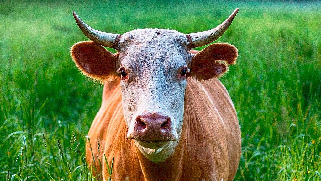 Stier, SB