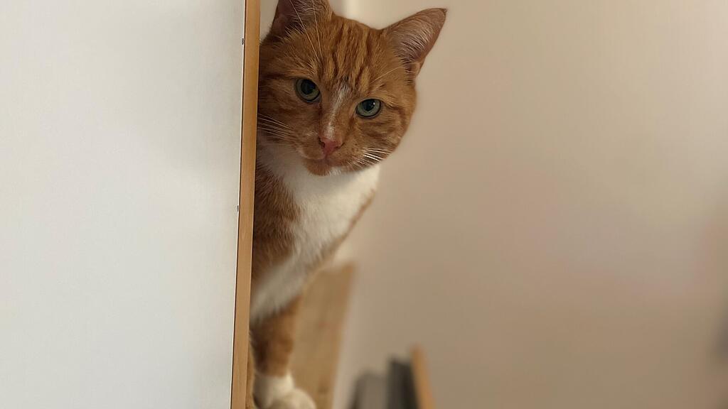 Weltkatzentag 2025