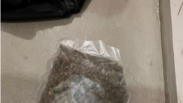 BPK Zell am See Bild Marihuana.png