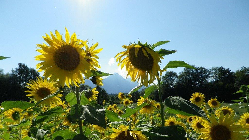 Sonnenblumenzauber in Sbg