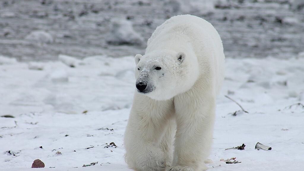 Eisbär