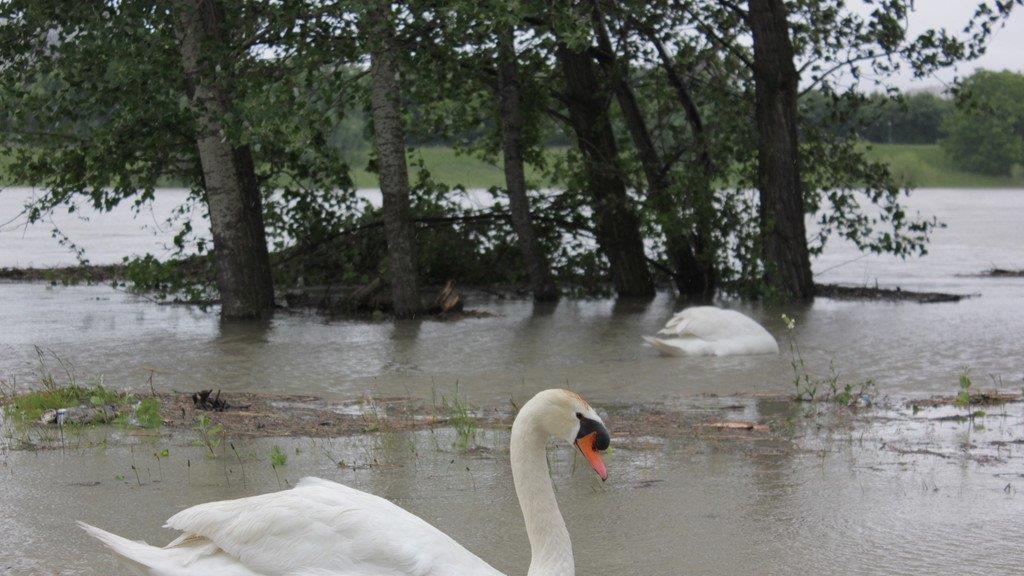Hochwasser in Wien (Copa Cagrana)