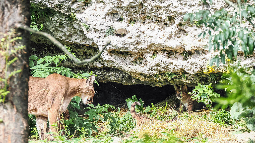 Puma_Jungtiere_ZooSBG_Angie_Köppl (29).jpg