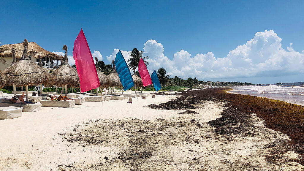 Algen, Strand Mexiko, Tulum