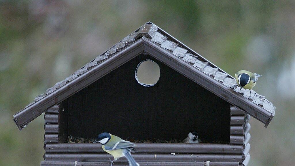 Mit einem Futterhäuschen lockt man die heimische Vogelwelt in den eigenen Garten.