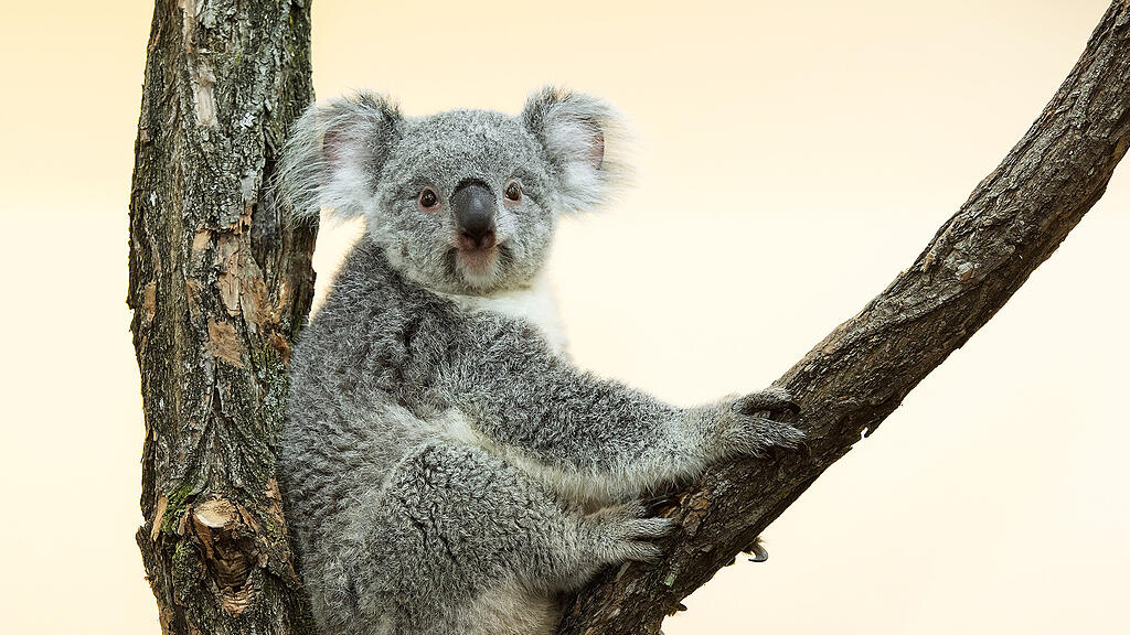 Koala